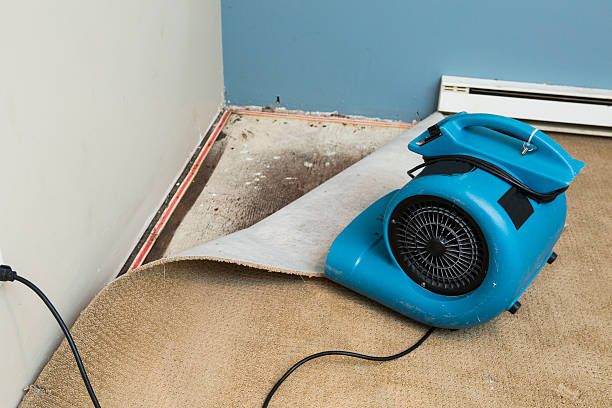 Best Water damage contractors near me  in New Paris, OH
